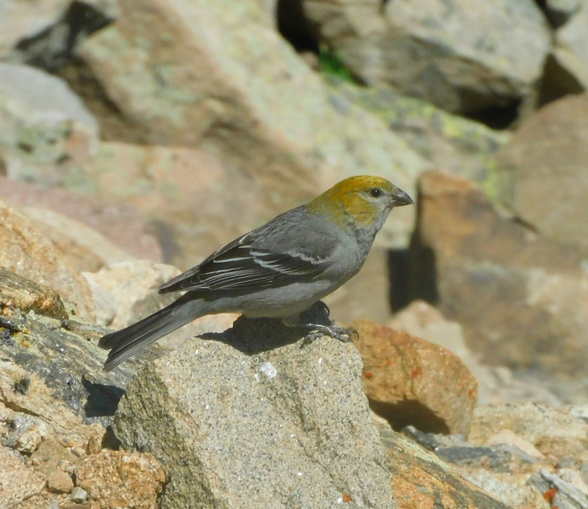 Pine Grosbeak - ML638115803