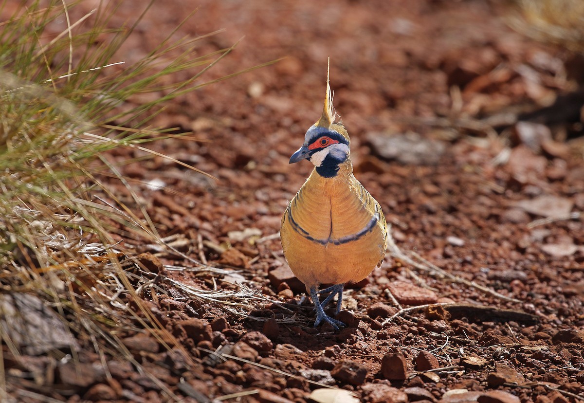 Spinifex Pigeon (Rufous-bellied) - ML638115822