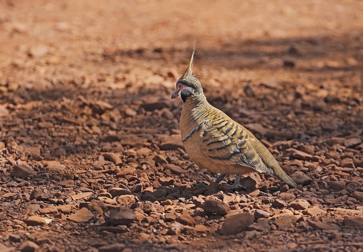 Spinifex Pigeon (Rufous-bellied) - ML638115823