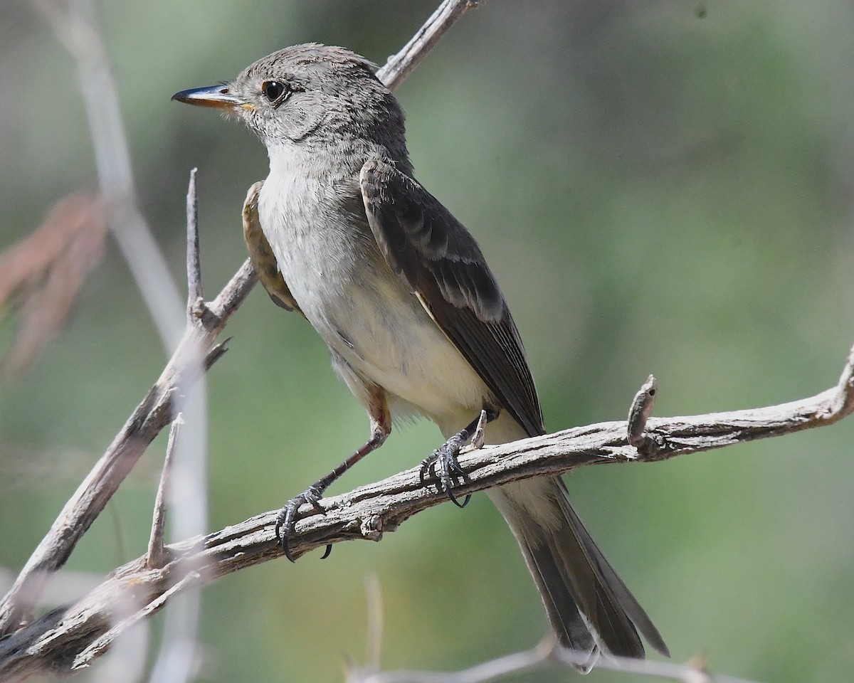 Willow Flycatcher - ML638115859
