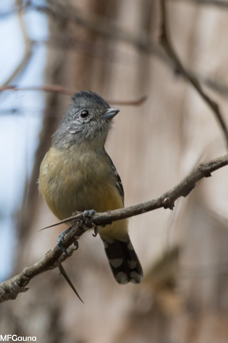 Variable Antshrike - ML638115887
