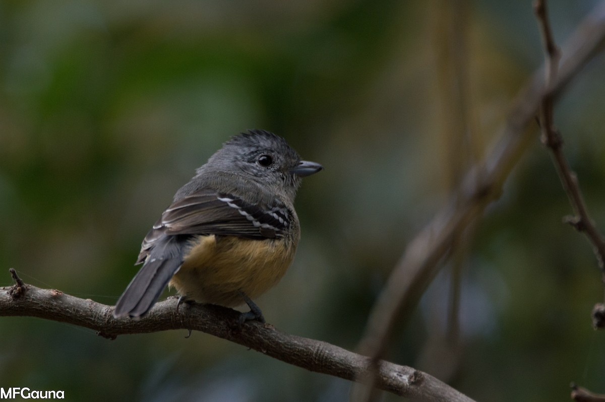 Variable Antshrike - ML638115889