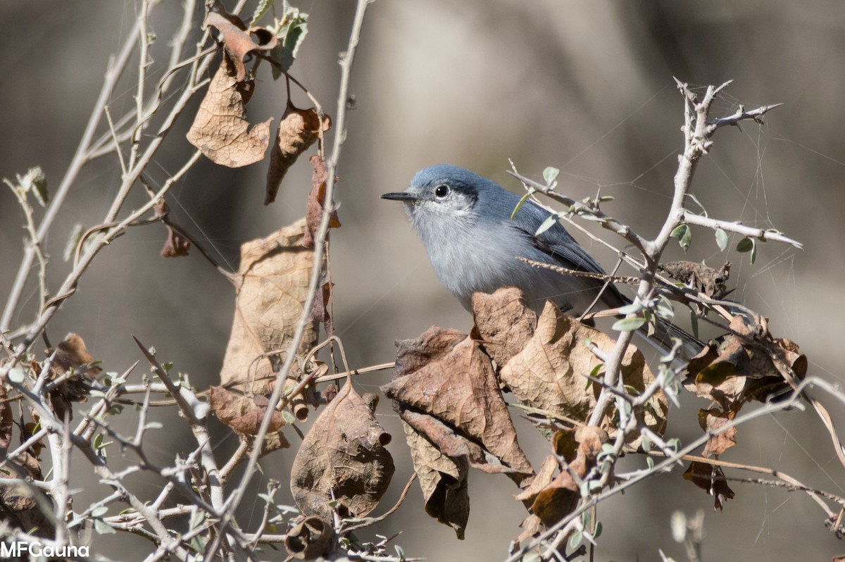 Masked Gnatcatcher - ML638115899