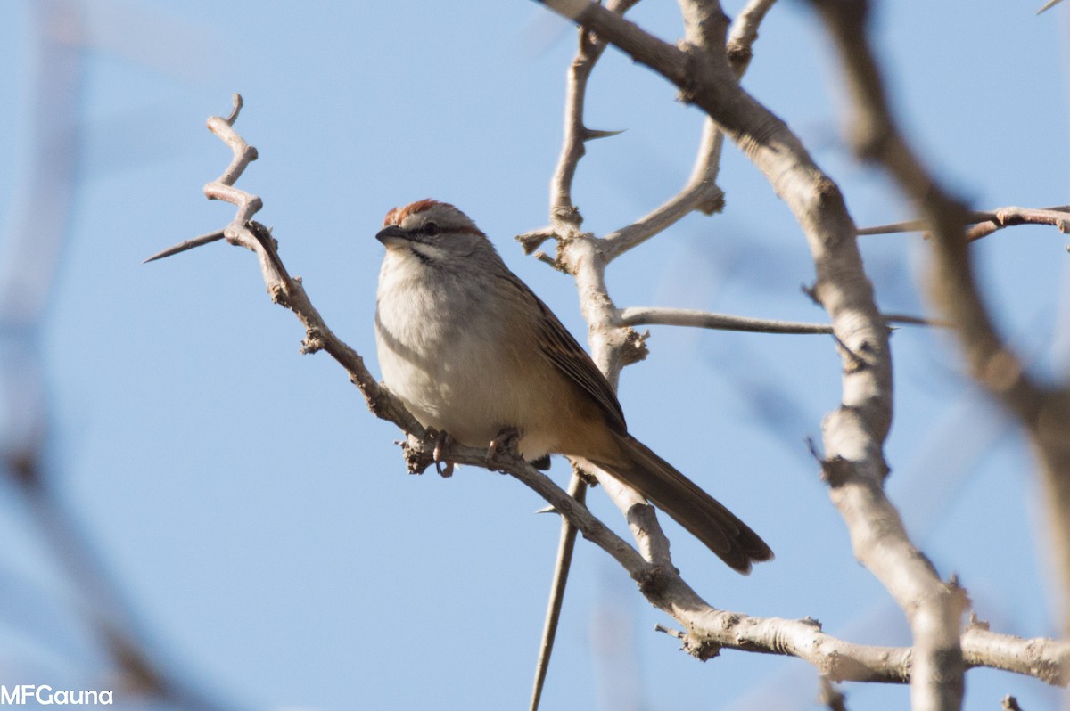 Chaco Sparrow - ML638115905