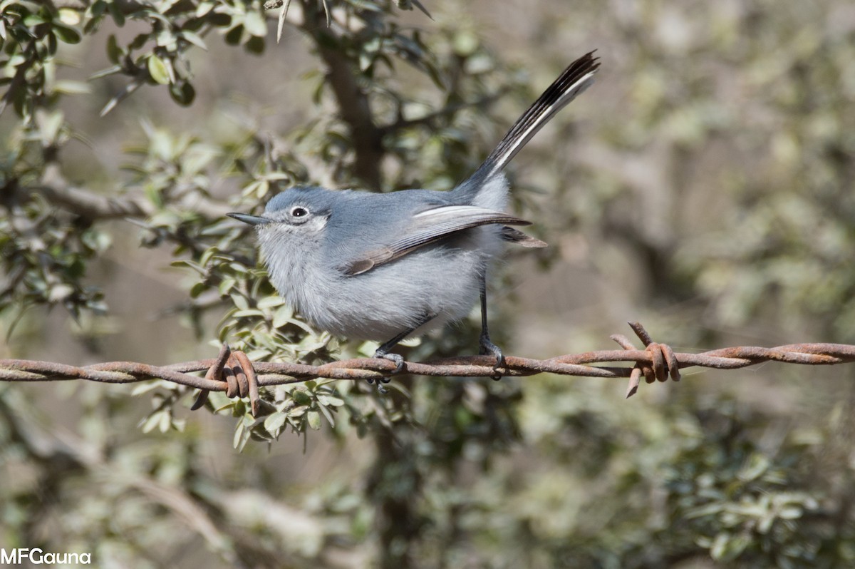 Masked Gnatcatcher - ML638115915