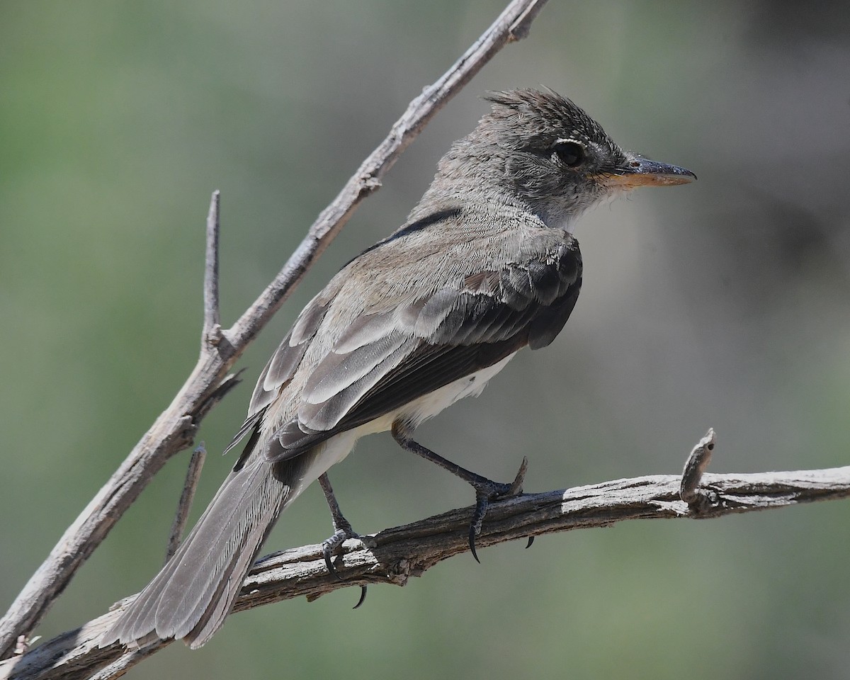 Willow Flycatcher - ML638115923