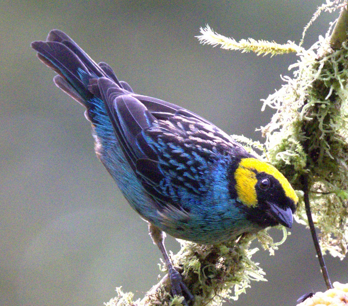 Saffron-crowned Tanager - ML638115949