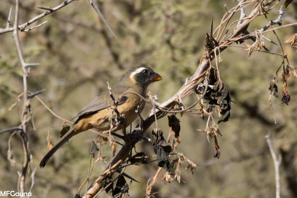 Golden-billed Saltator - ML638115957