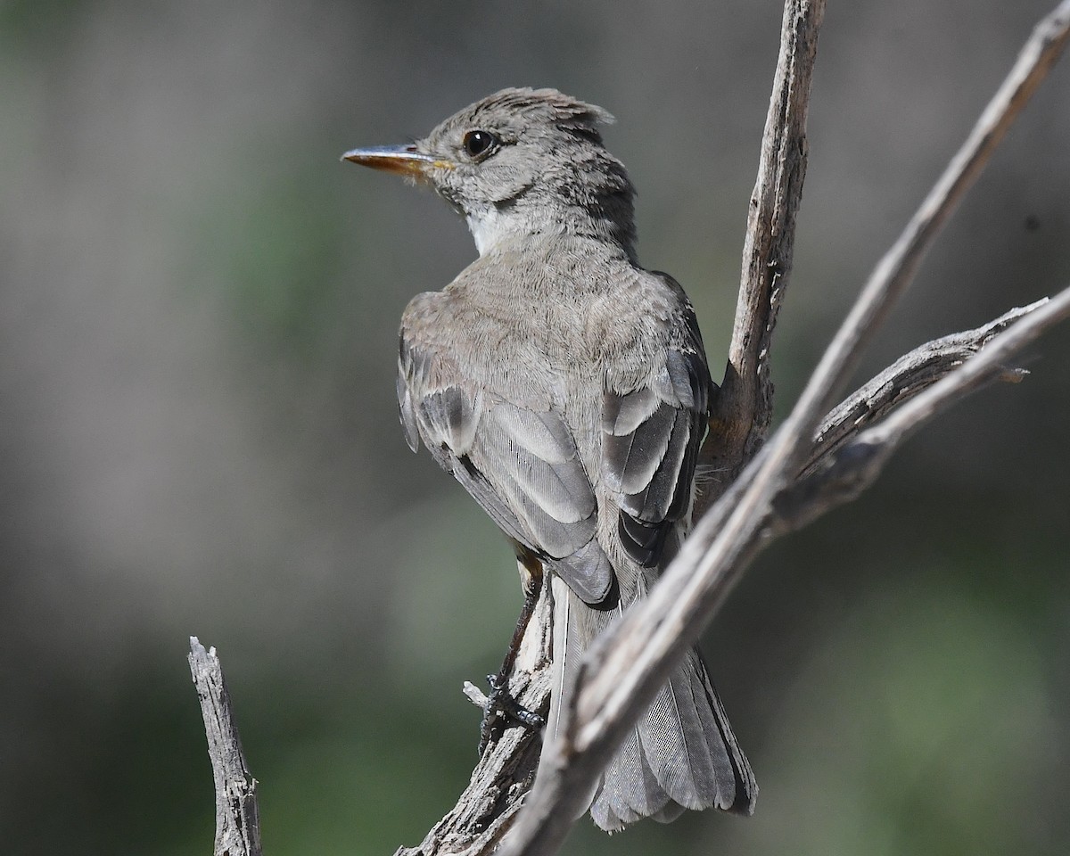 Willow Flycatcher - ML638115974