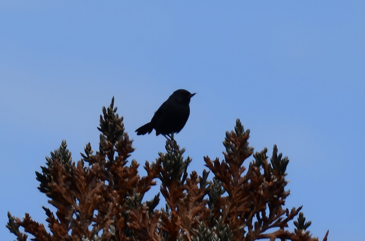 Black Flowerpiercer - ML638116015
