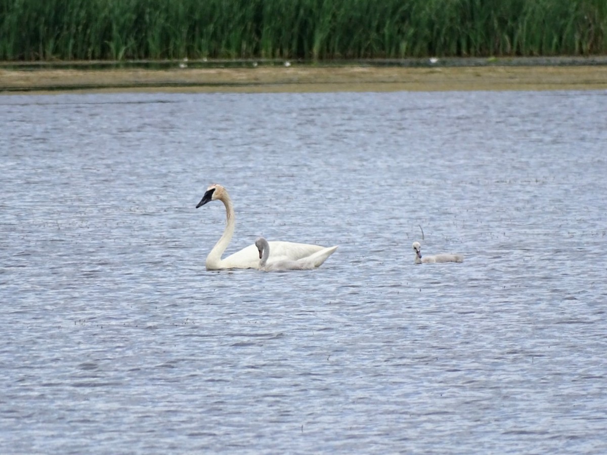 labuť trubač - ML638116072