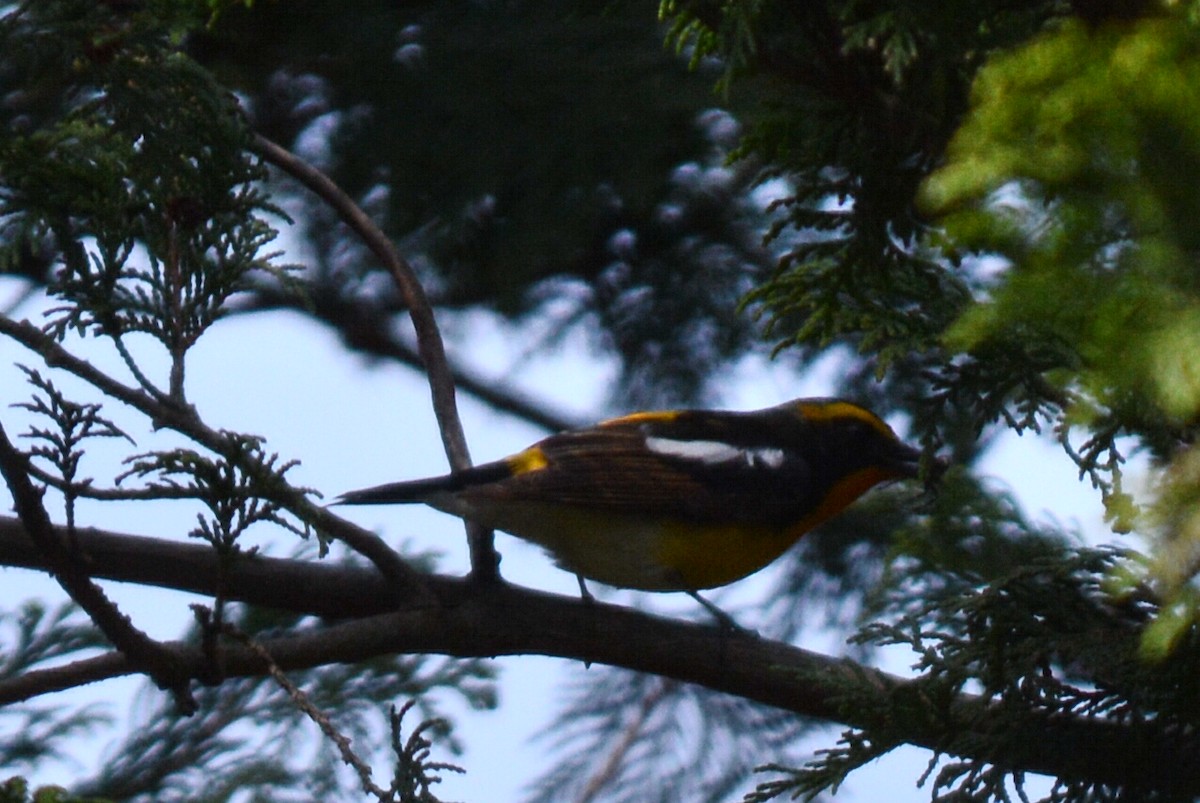 Narcissus Flycatcher - ML638116090
