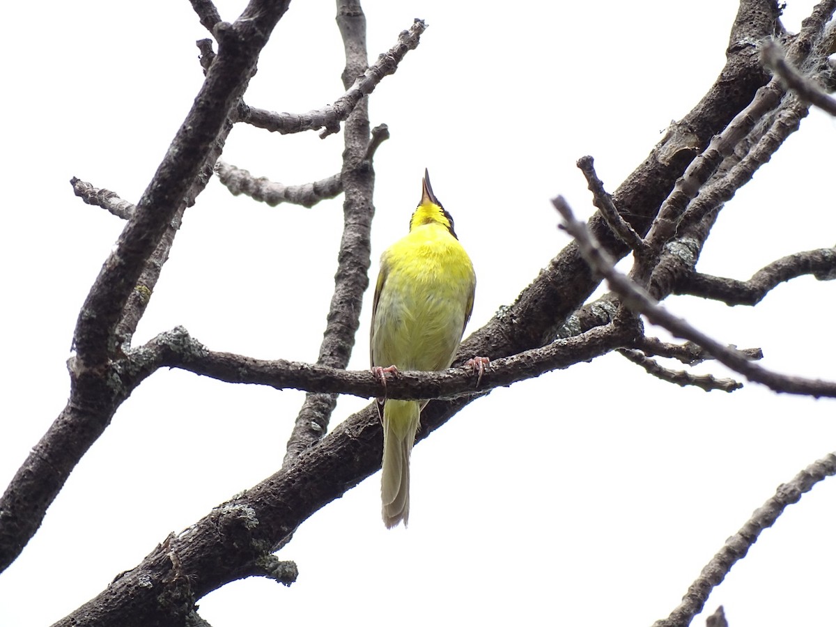 lesňáček žlutohrdlý - ML638116091