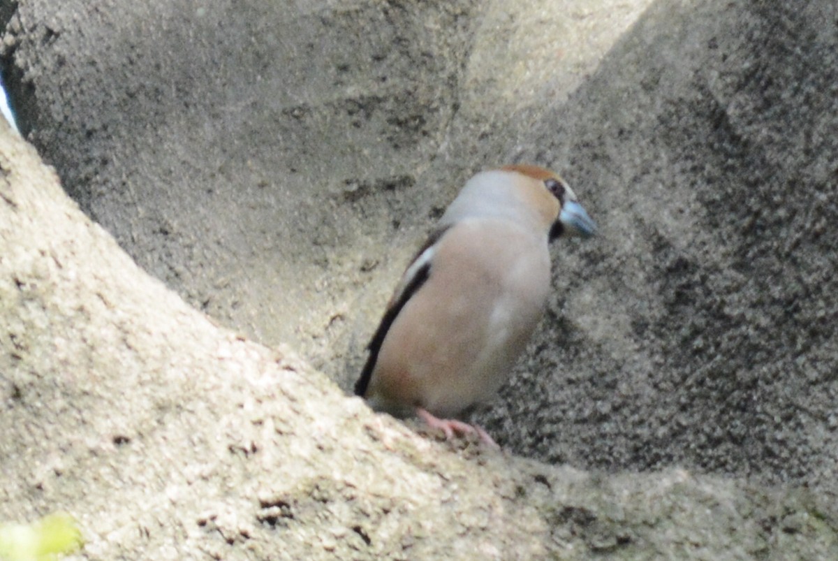 Hawfinch - ML638116094