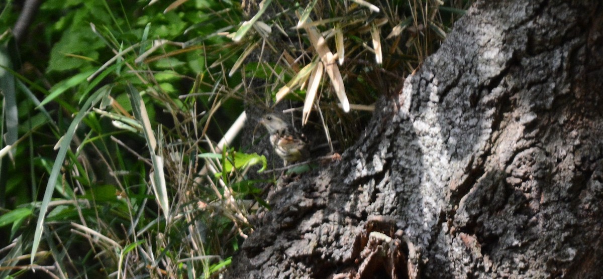 Masked Bunting - ML638116100