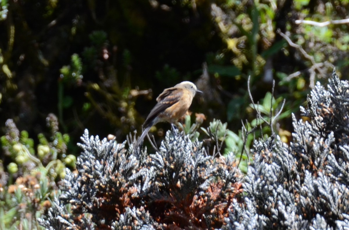 Brown-backed Chat-Tyrant - ML638116129