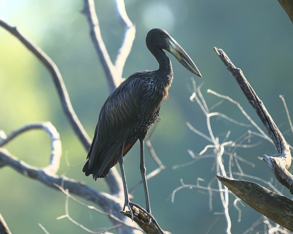 African Openbill - ML638116140