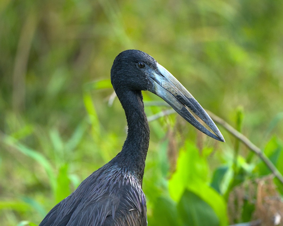 African Openbill - ML638116141