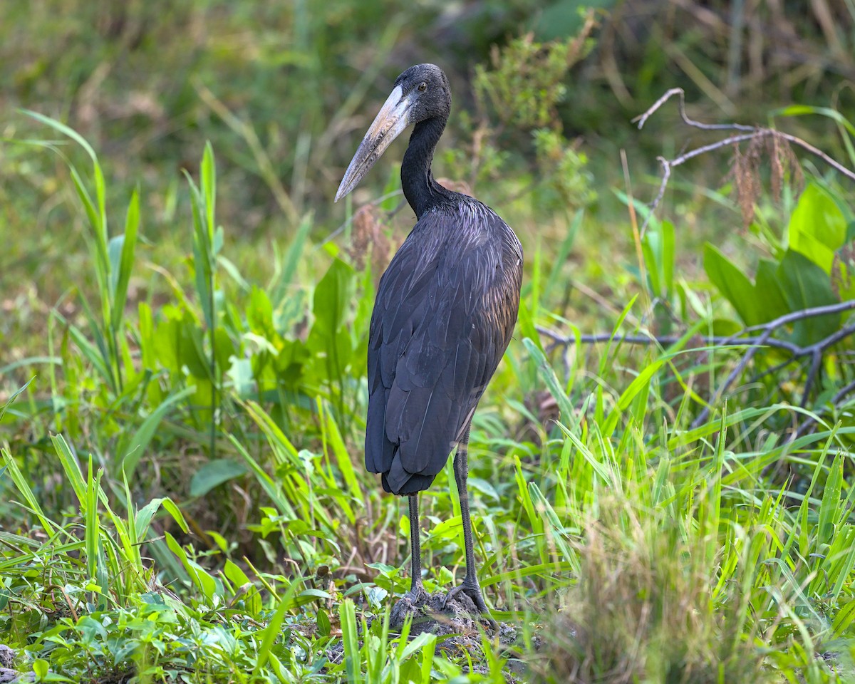 African Openbill - ML638116142