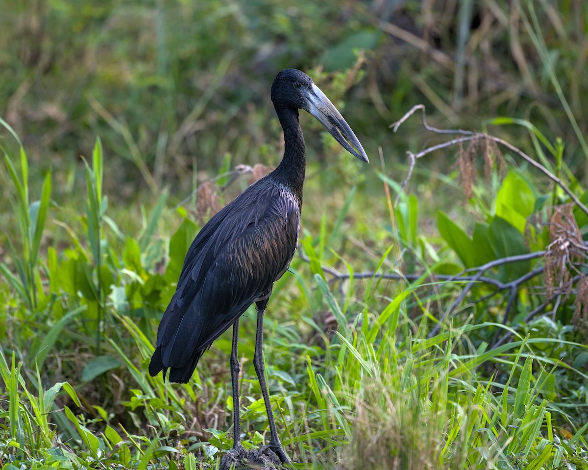 African Openbill - ML638116143