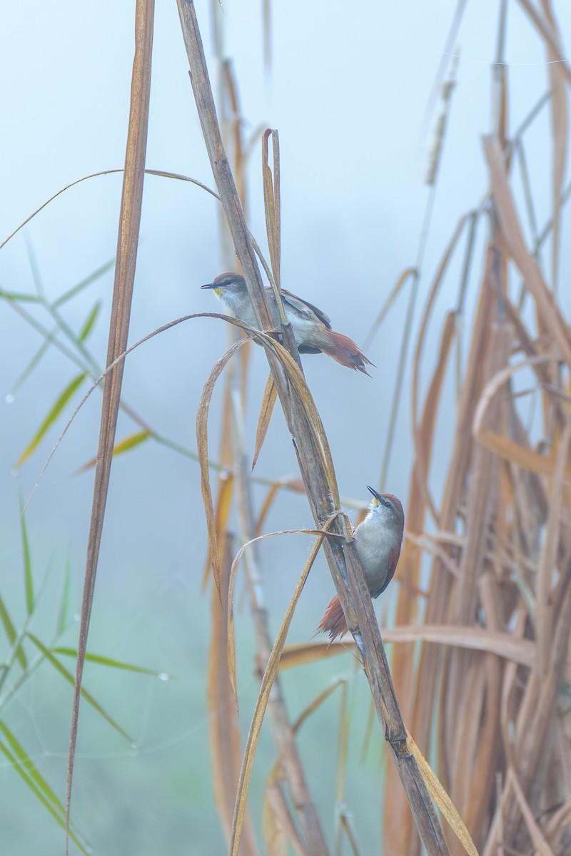Yellow-chinned Spinetail - ML638116165