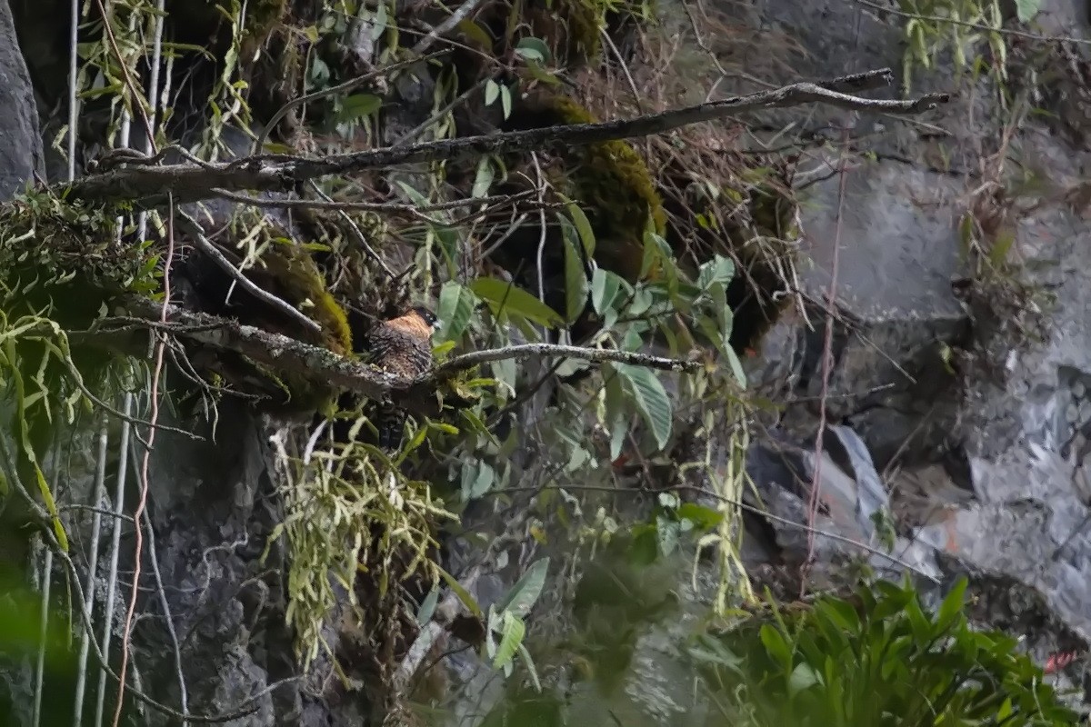 Orange-breasted Falcon - ML638116195