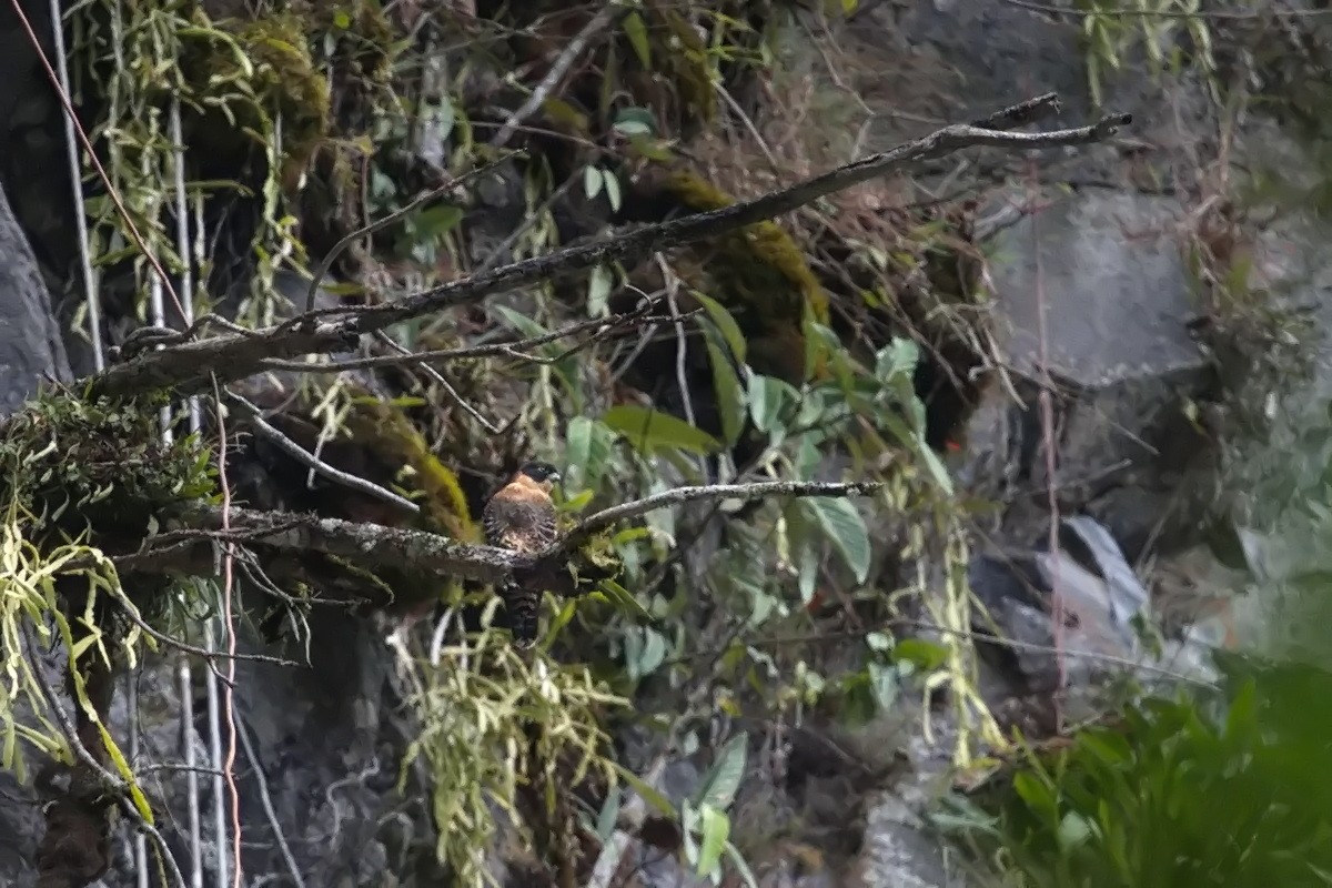 Orange-breasted Falcon - ML638116196