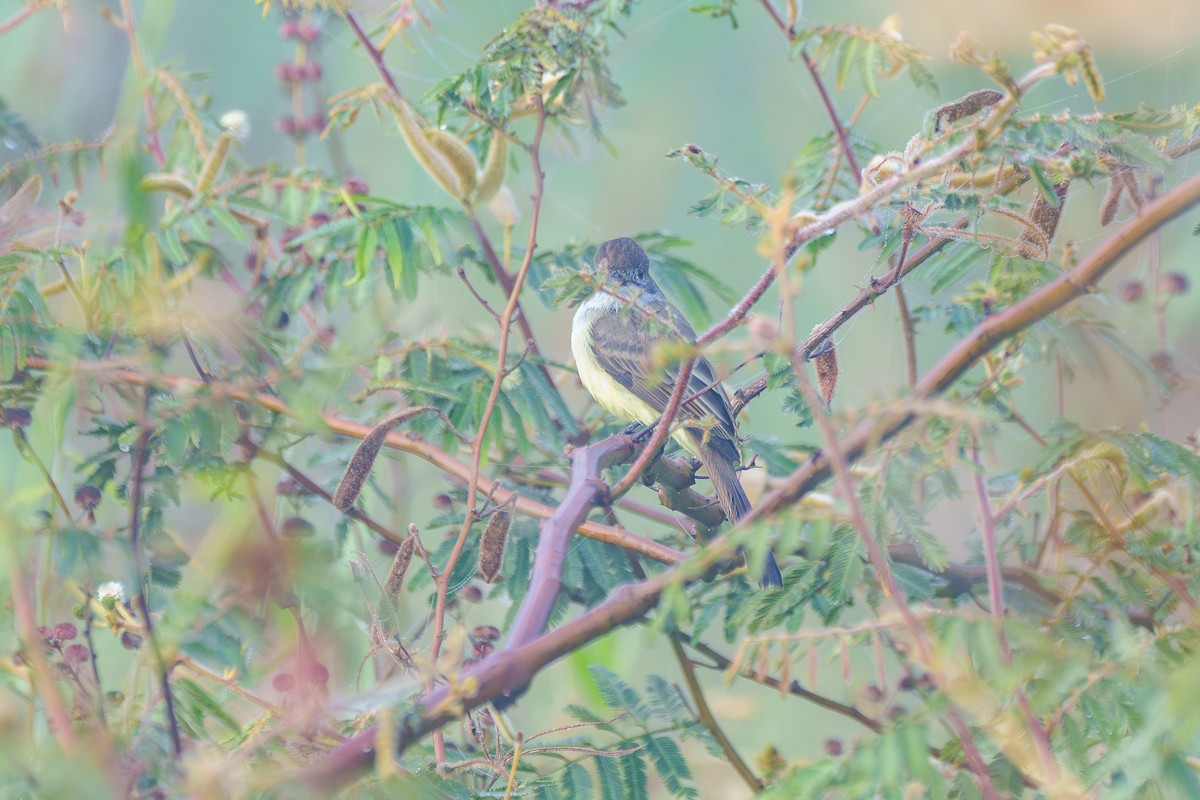 Short-crested Flycatcher - ML638116220