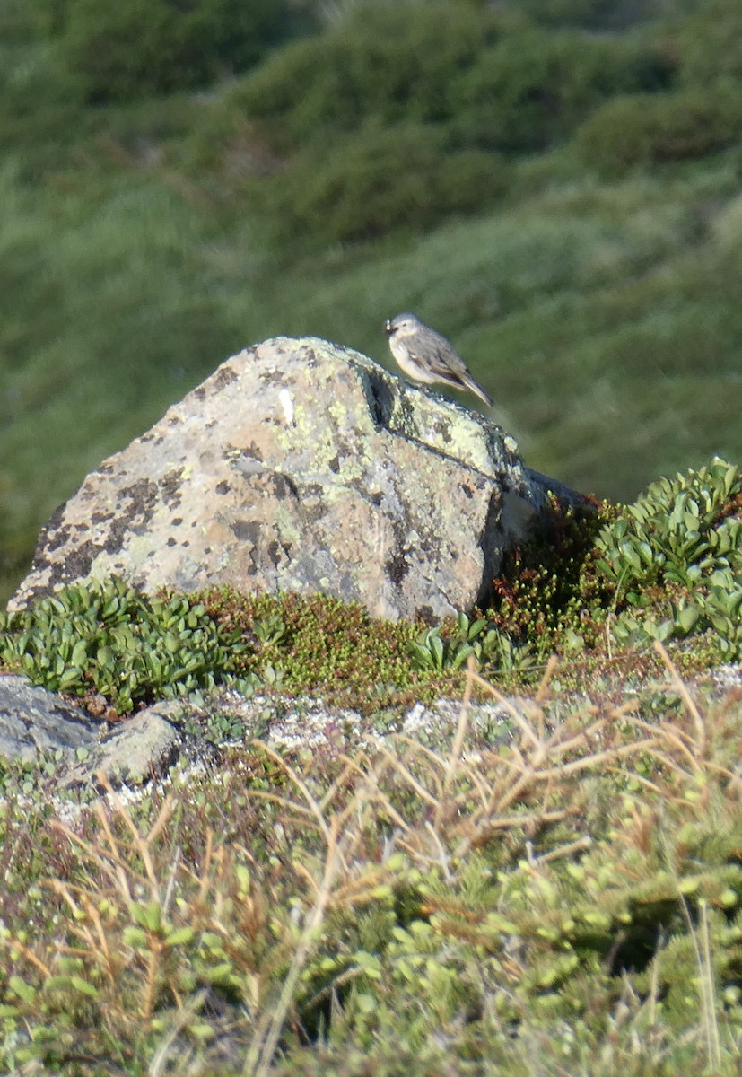 Northern Wheatear - ML638116267