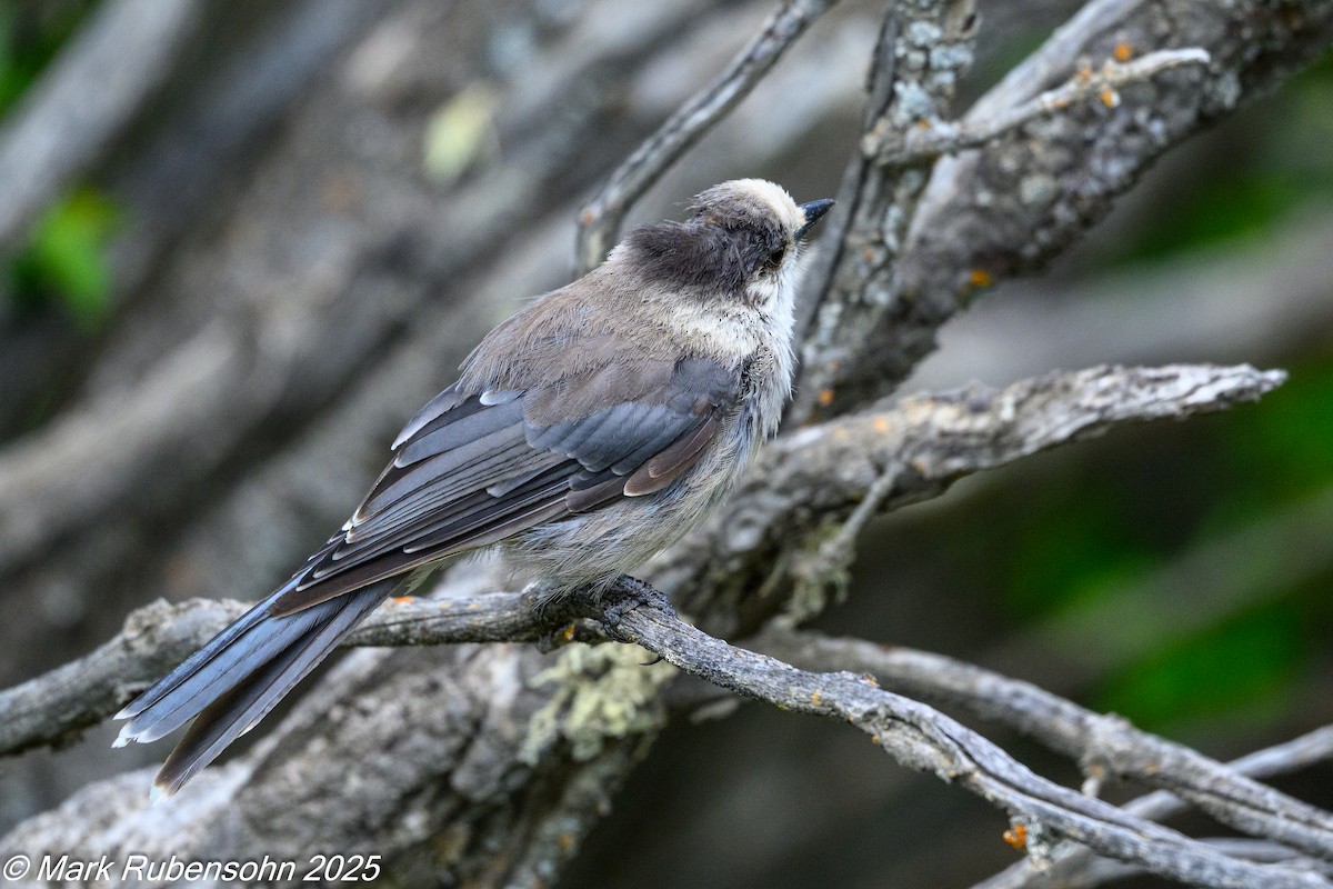 Canada Jay - ML638116268