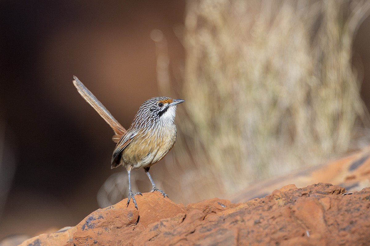 Pilbara Grasswren - ML638116269