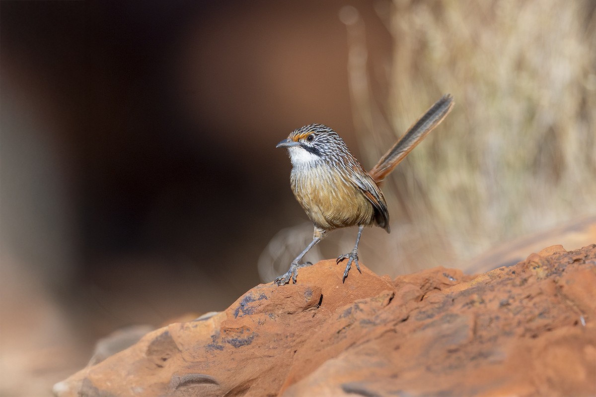 Pilbara Grasswren - ML638116270