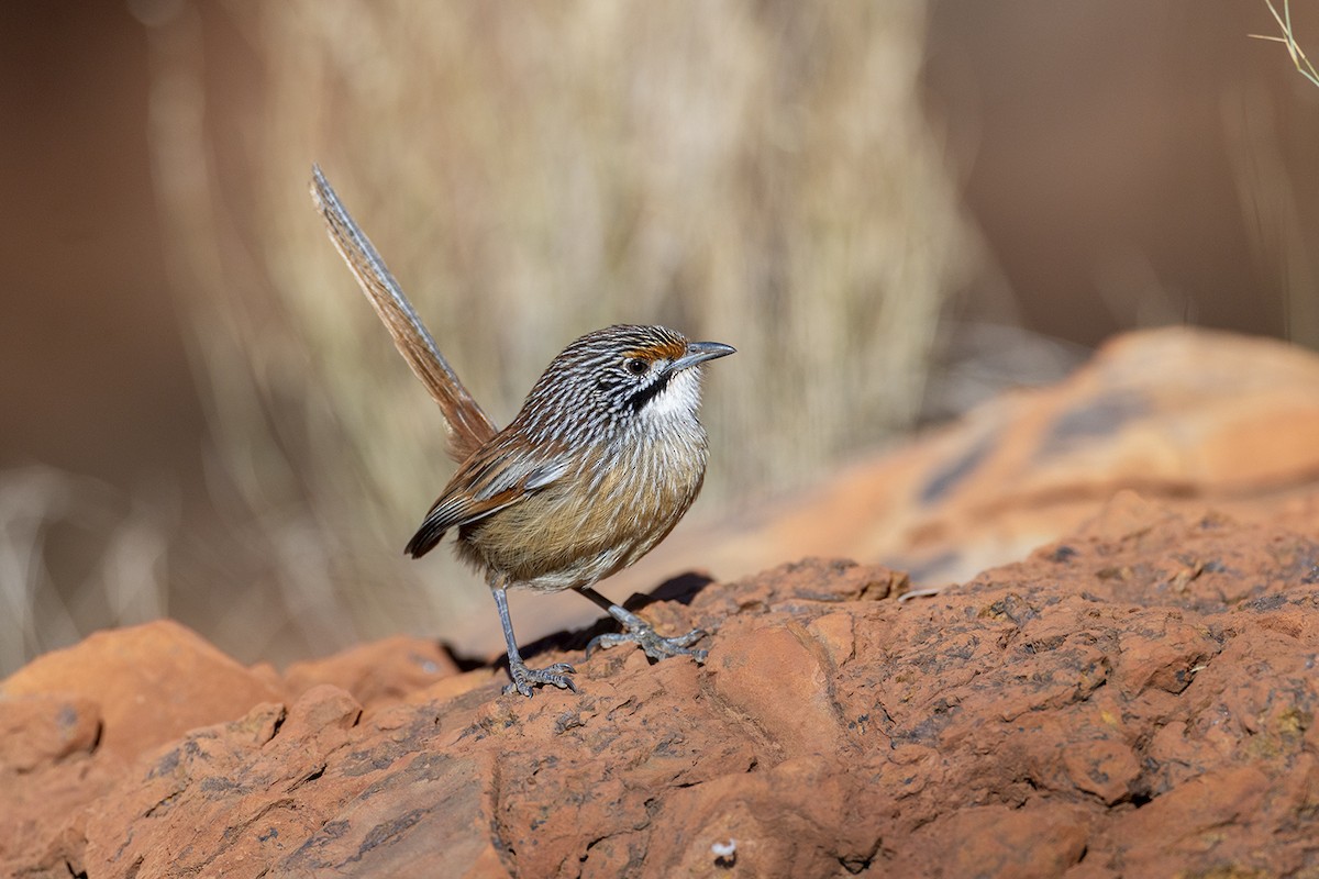 Pilbara Grasswren - ML638116272