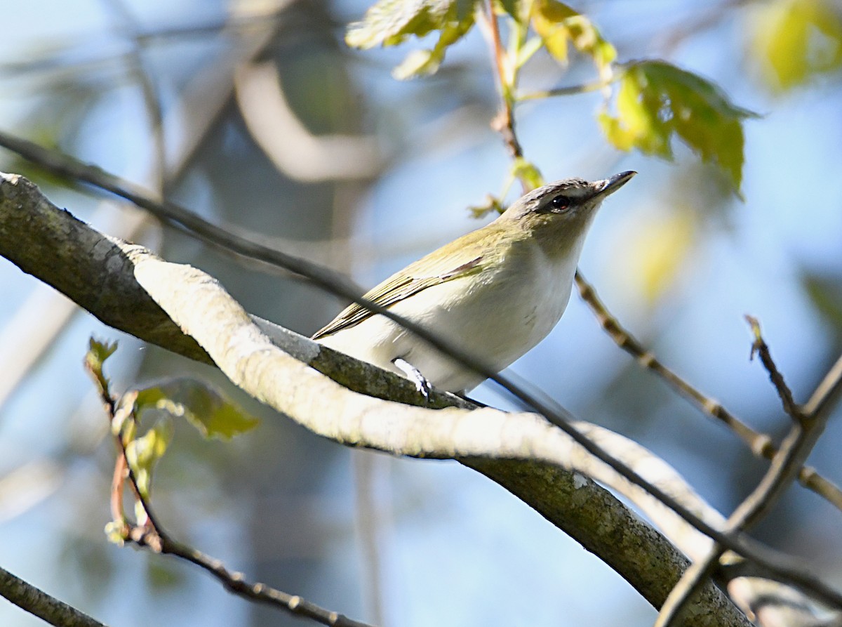 Red-eyed Vireo - ML638116288