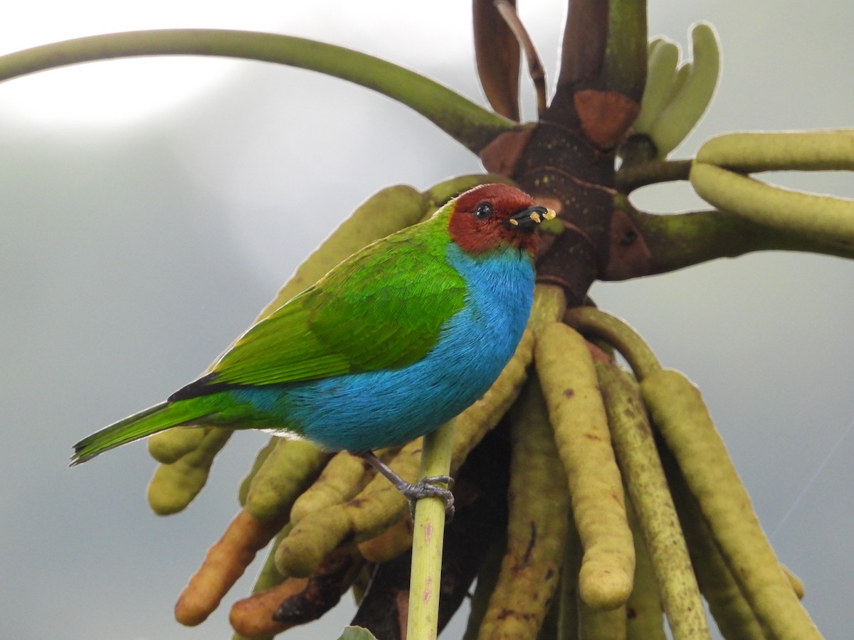 Bay-headed Tanager - ML638116318