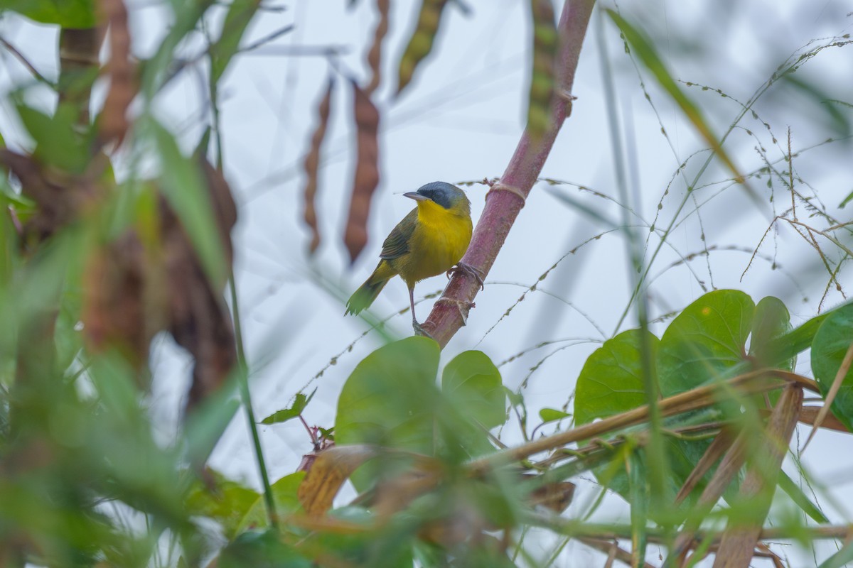 Southern Yellowthroat - ML638116334