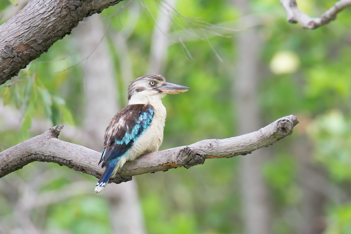 Blue-winged Kookaburra - ML638116339