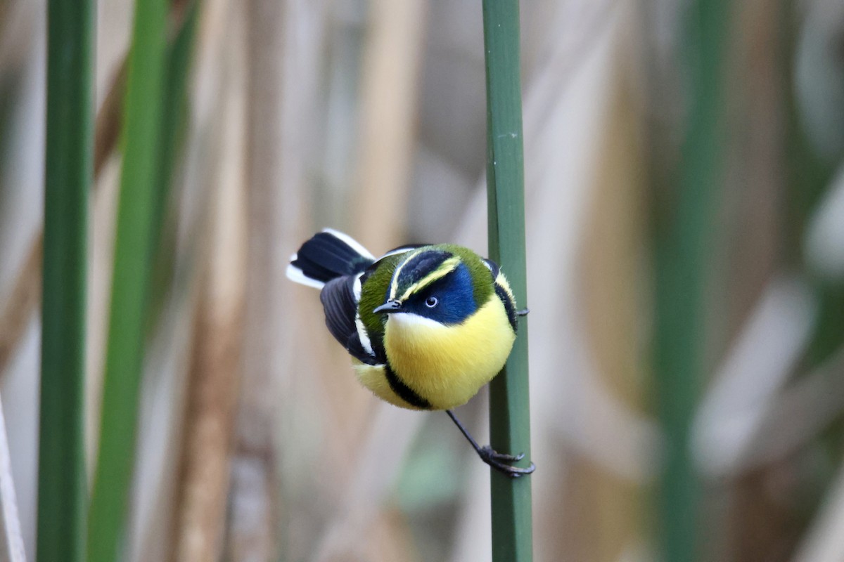 Many-colored Rush Tyrant - ML638116374