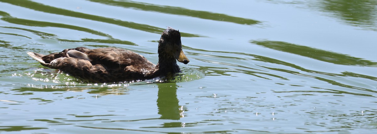 duck sp. - ML638116417