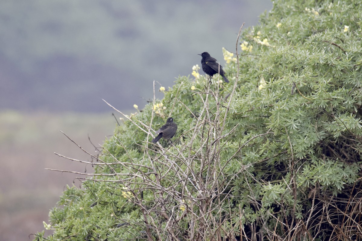 Yellow-winged Blackbird - ML638116425