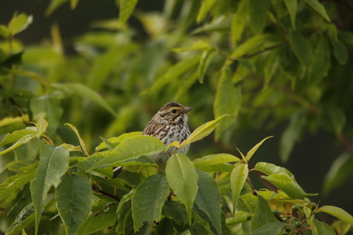 Savannah Sparrow - ML638116429