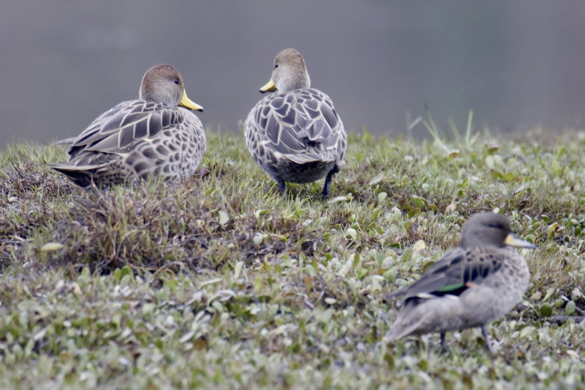 Yellow-billed Pintail - ML638116430