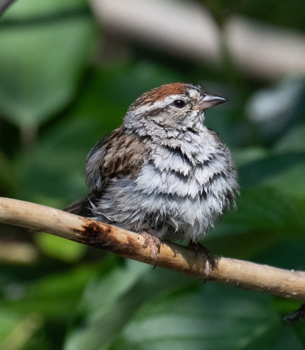 Chipping Sparrow - ML638116431