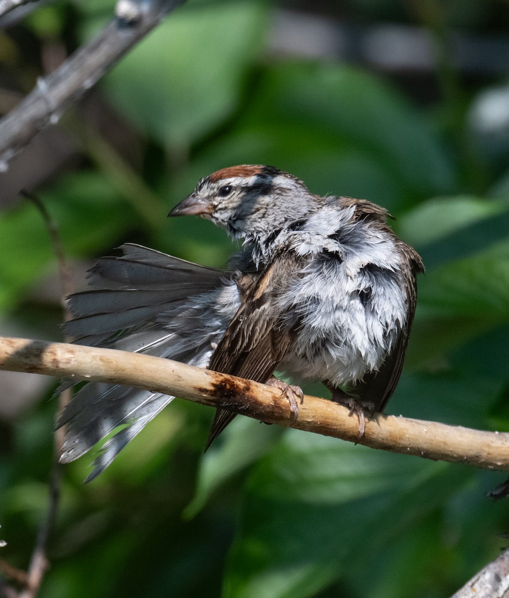 Chipping Sparrow - ML638116432