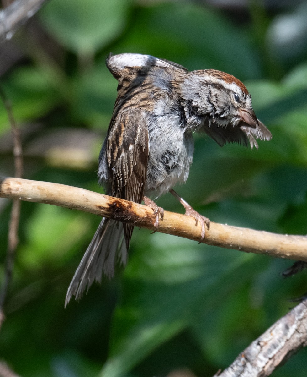 Chipping Sparrow - ML638116433