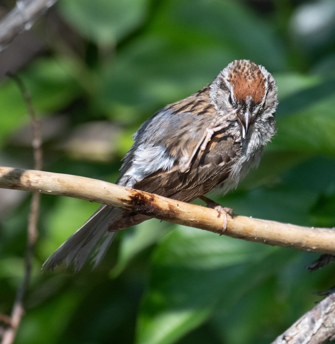 Chipping Sparrow - ML638116434