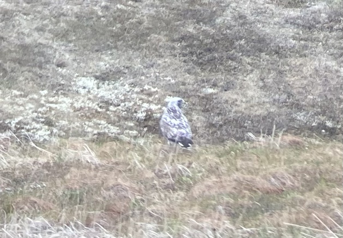 Rough-legged Hawk - ML638116468