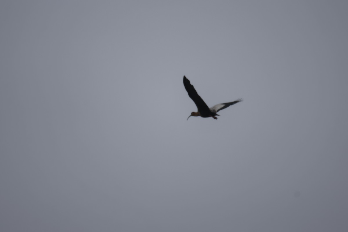 ibis laločnatý - ML638116471