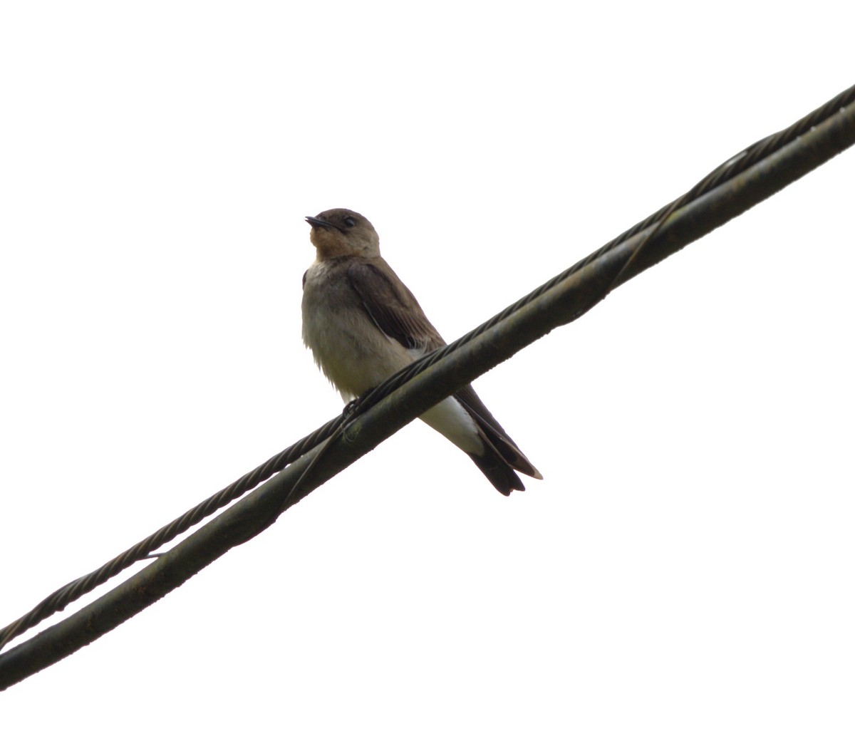 Southern Rough-winged Swallow - ML638116510