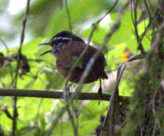 Troglodyte à poitrine grise - ML638116518
